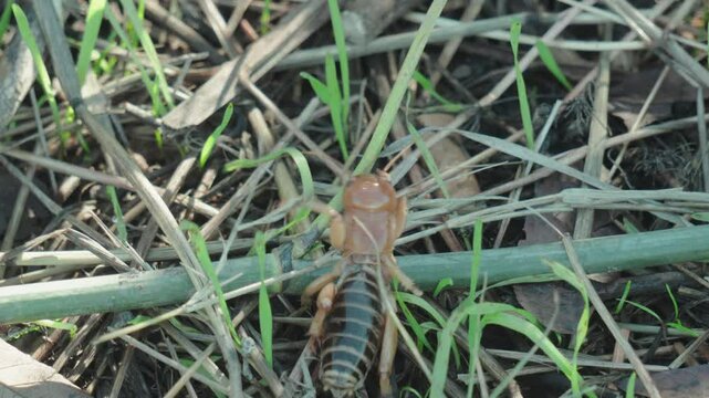 Jerusalem cricket crawling on grass