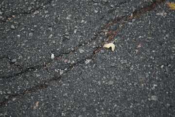 Cracks on grey asphalt close-up, old cracked asphalt close-up, old road surface bitumen	
