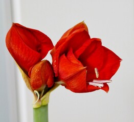 Amarylllis-Blüte 