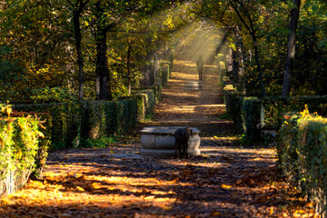 Dog walking in the sunlit path of retiro park, madrid, spain
