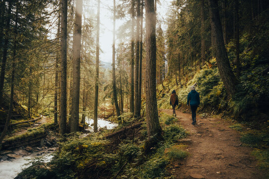 Two people are leisurely walking down a serene path in the woods