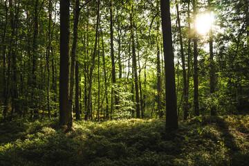 Fototapeta premium The bright sun is shining through the lush trees in the forest