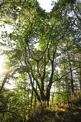 Fototapeta premium The bright sun is shining beautifully through the trees in the lush forest