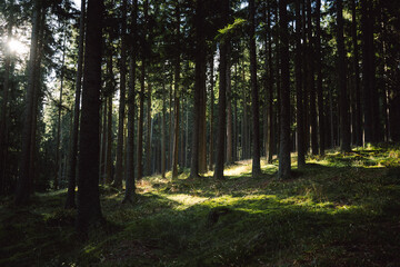 Obraz premium The bright sun is shining brightly through the trees in the forest