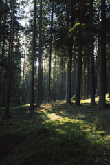 Fototapeta premium The bright sun is shining brightly through the trees in the forest