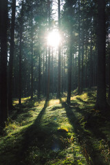 Obraz premium The bright sun is shining brightly through the trees in the forest