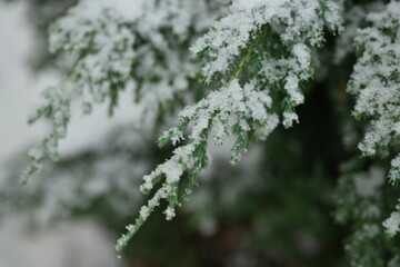 snow-covered branches of a thuja tree, branches under the snow of an evergreen tree, symmetrical...