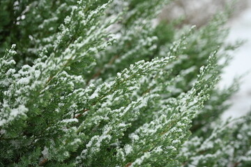 snow-covered branches of a thuja tree, branches under the snow of an evergreen tree, symmetrical...