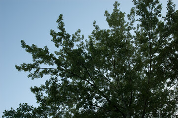 tree with green leaves against a blue sky