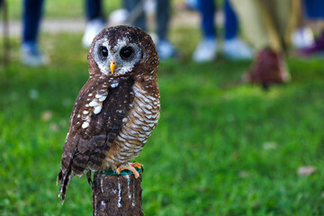 Fototapeta premium little owl perched. Mantova