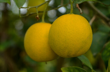 Bright yellow citrus fruits hanging from a lush green tree branch in a tropical garden