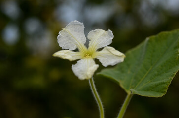 Delicate white flower blooms amidst lush greenery on a serene day in nature garden