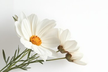 Obraz premium Beautiful white daisies with yellow centers arranged elegantly on a light background