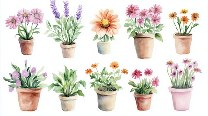 Fototapeta premium Collection of watercolor flowers in pots isolated on white background 