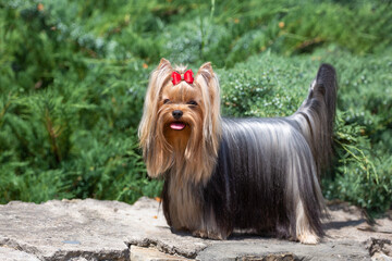 yorkshire terrier with a red bow on his head walking in a park
