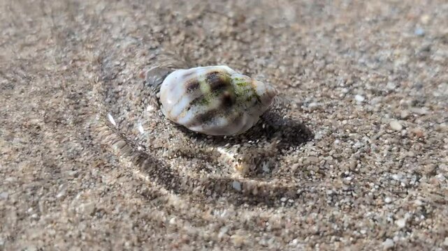 Close-up of a small crab in a shell walking on the beach in the sand where the water hits the shore in waves