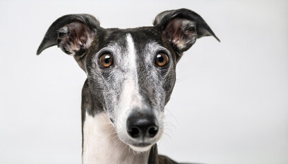 Retrato de un perro galgo de pura raza sobre fondo blanco