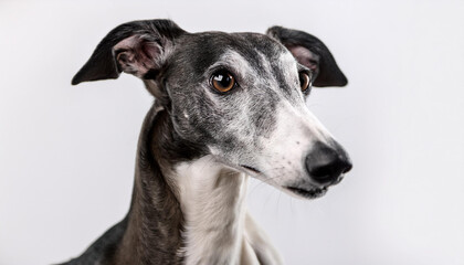 Retrato de perfil de un perro de caza de raza galgo mirando a camara sobre fondo blanco