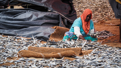 Fish market in Negombo, Sri Lanka
