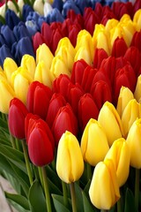 Obraz premium Campo de tulipanes de colores vibrantes en tonos rojos, amarillos y azules. 