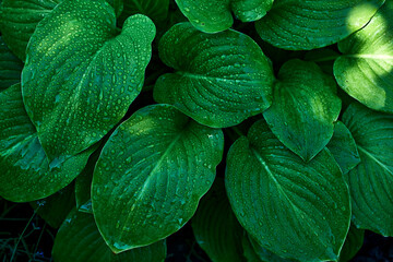 Large green leaves with water droplets close-up macro nature background fresh foliage texture vibrant green plant wet leaves natural pattern botanical garden lush greenery