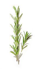 Obraz premium fresh green rosemary