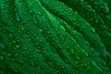 Close-up green leaf water droplets macro nature texture fresh vibrant wet surface natural pattern botanical detail