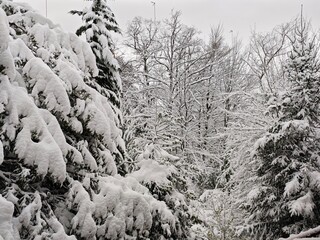 snow covered trees