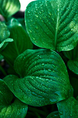 Obraz premium Green leaves with water droplets close-up macro nature background fresh foliage wet surface natural texture botanical detail vibrant color