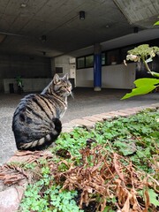 A cute striped cat with black and brown colors