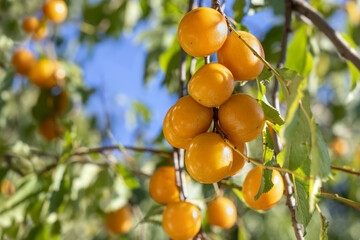 Branch of plum tree with ripe yellow plums. Ripe yellow plums hanging on tree branch on sunny day