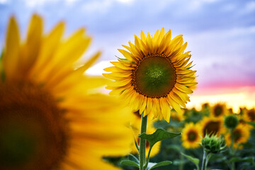 Fototapeta premium Sunflower field sunset vibrant yellow petals green leaves blue sky pink horizon close-up focus nature summer landscape blooming flowers