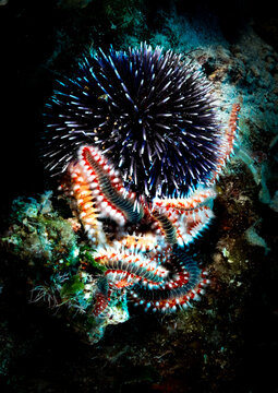 A striking underwater scene featuring a vibrant sea urchin surrounded by numerous fireworms. The urchin's dark spines contrast sharply with the bright red and white bands of the fireworms, creating a 