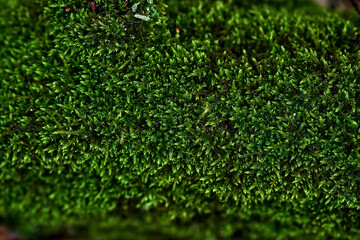 Naklejka premium Close-up green moss texture natural background forest floor lush vegetation detailed macro shot vibrant color nature pattern dense growth organic surface botanical image eco-friendly environment