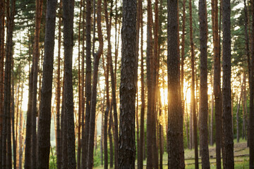 Obraz premium Sunlit forest with tall pine trees vertical trunks sunlight filtering through branches serene natural landscape peaceful woodland nature backgrounds outdoor tranquility forest bathing concepts.