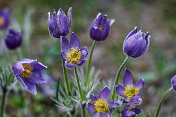 Purple flowers close-up green background yellow stamens fuzzy stems springtime nature macro photography detailed petals vibrant colors botanical garden floral beauty natural light delicate blossoms
