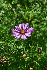 Purple flower with white streaks yellow center green background nature close-up vibrant colors...