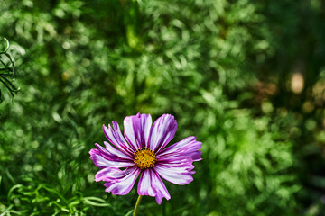 Purple flower with white streaks yellow center green background nature close-up vibrant colors...