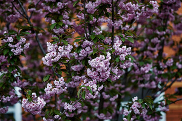 Obraz premium Pink cherry blossom tree full bloom green leaves close-up spring nature floral background vibrant colors outdoor garden beauty delicate petals natural light