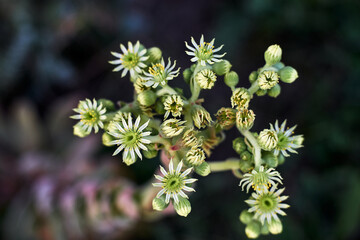 Fototapeta premium Close-up view blooming succulent plant small white green flowers against blurred dark background detailed petals buds natural texture pattern suitable botanical nature themes