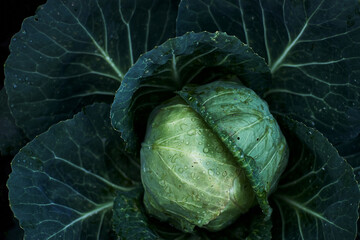 Close-up cabbage green leaves water droplets fresh vegetable organic garden healthy food nature...