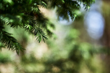 Obraz premium Evergreen branch close-up green needles blurred background nature macro photography forest foliage natural light