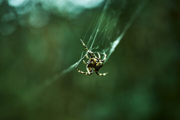 Spider on web close-up macro nature background green blurred bokeh arachnid insect outdoors wildlife detailed shot