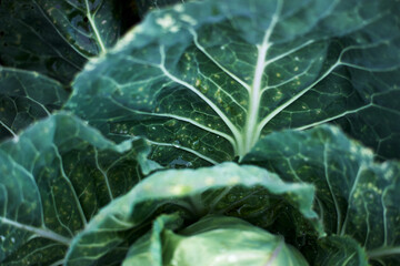 Obraz premium Close-up cabbage green leaves water droplets fresh vegetable organic garden healthy food nature photography high resolution detailed texture dark background.