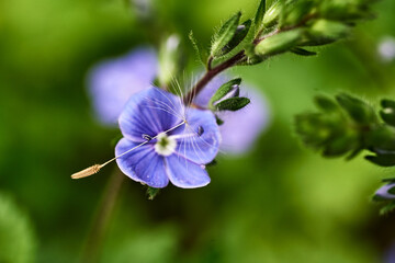 Close-up purple flower green background macro photography nature flora delicate petals detailed veins vibrant colors botanical beauty spring bloom