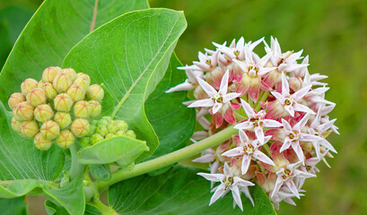 Showy Milkweed - Buds and Blooms
