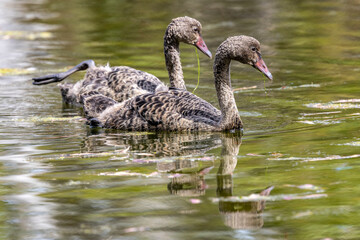 Obraz premium Australian Black Swan Cygnets feeding on water weeds