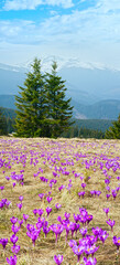 Obraz premium Purple Crocus flowers on spring mountain
