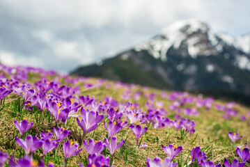 Fototapeta premium Dolina Chocholowska with blossoming purple crocuses or saffron flowers,Tatra mountains, Poland.