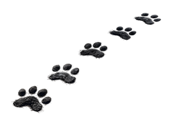 Footprint trail of a dog, black paw prints